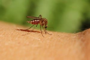 mosquito